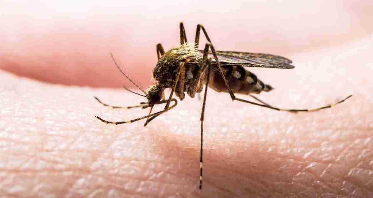 Sivrisinek ısırdı, hayatını kaybetti Sivrisinek ısırdı, hayatını kaybetti