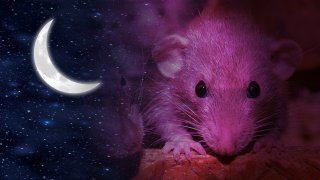 Rüyada fare görmek ne demektir, rüyada fare görmek ne anlama gelir?