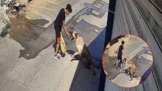 Antalya’da sokak köpeklerini beslemek isterken saldırıya uğrayan çocuk dehşet anlarını anlattı! 