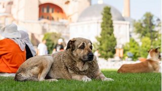 Sahipsiz sokak köpeği düzenlemesi: Ötanazi yasadan çıkıyor 