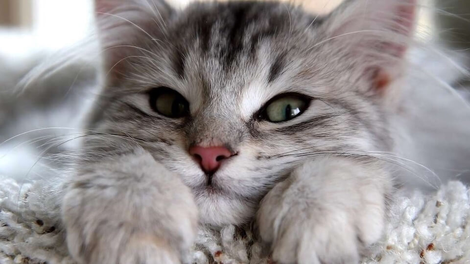 En güzel en popüler dişi kedi isimleri&hellip;
