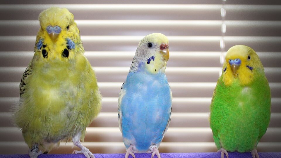 Kuş bakımı, kuş sağlığı ve hastalıkları hakkında önemli bilgiler